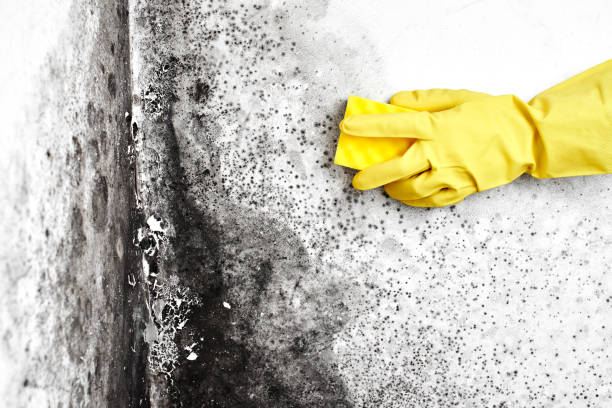 Best Mold Remediation  in Fox Point, WI