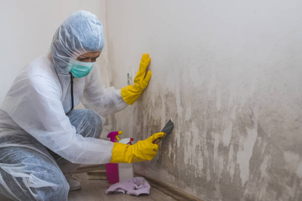 Home Mold Removal in Fox Point, WI