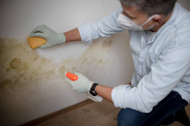 Best Residential Mold Removal  in Fox Point, WI