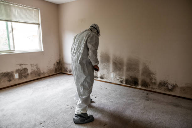 Best Black Mold Removal  in Fox Point, WI