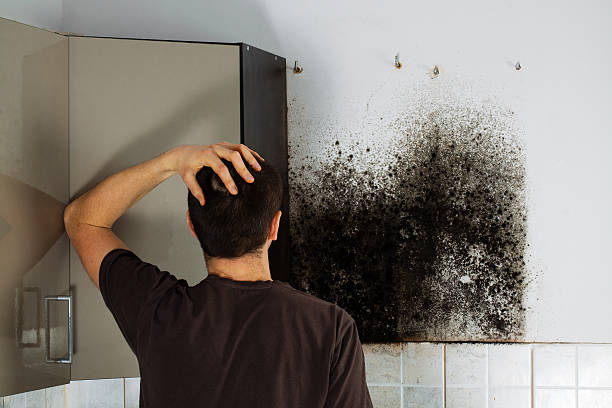 Best Mold Cleaning Services  in Fox Point, WI