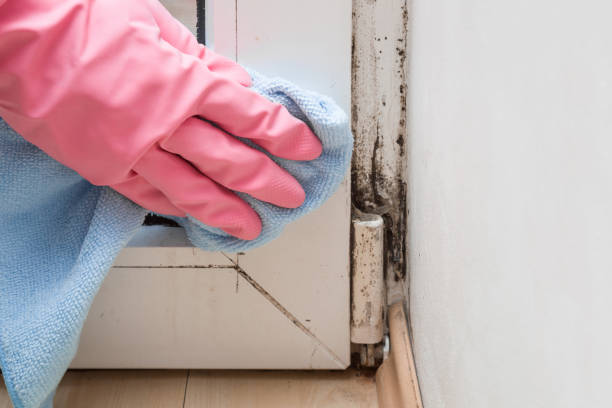 Best Affordable Mold Removal  in Fox Point, WI