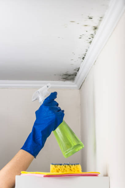Best Black Mold Removal  in Fox Point, WI
